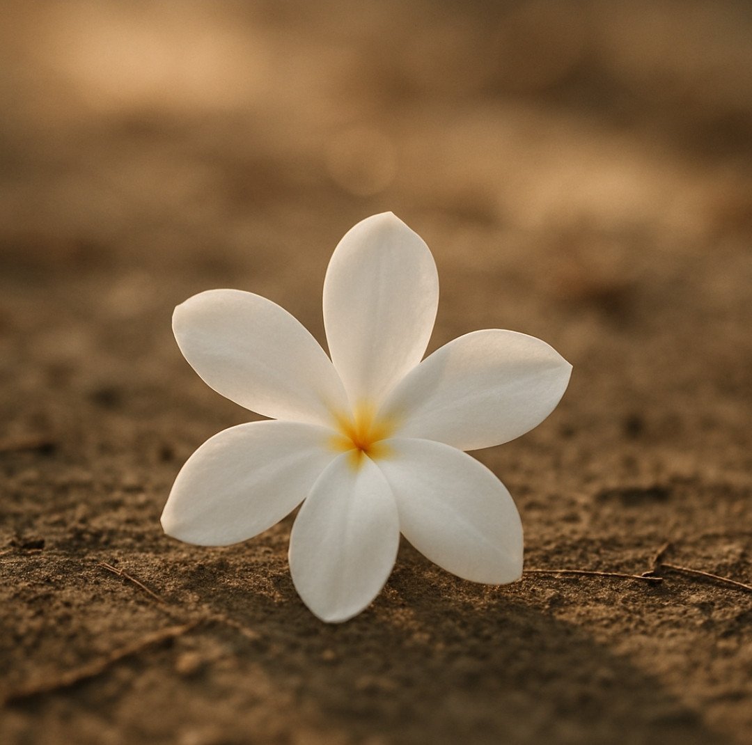 Branca flor
despede-se
desprende-se
para experimentar
sua liberdade.

Cinco asas alvas,
em espiral ela desce
despindo-se
despedindo-se
como que sorrindo
Para tudo à sua volta.

Pousa no chão
em meio a flores e folhas
secas e moribundas.

Se tivesse olhos,
iria fechá-los como quem dorme.
Se tivesse boca,
seria visível um sorrriso enorme:

"Fui linda,
fui livre,
Voei o que pude,
Vi o que pude.

Ah, se houvesse chance,
Faria tudo novamente.

Não sabia que, no fim
da minha existência,
pudesse receber
tão precioso presente..."

E murcha
belamente
em paz.

Alberto Busquets.

#Desafio 124