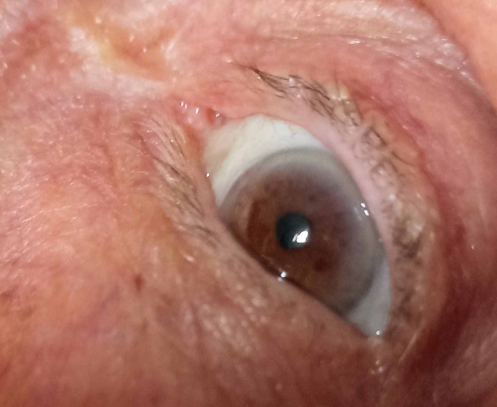 Olhos que vêem,
Do que o tempo apagou.
Que relembram imagens,
Da vida que levou.
Dos filhos que viu crescer,
E dos que a morte, 
Tão cedo podou.
De tudo que plantou, 
Colheu e chorou.
As lágrimas mais tristes,
Que a face enrugada marcou.
Olhos hazel,
Que mudaram
Conforme os sentimentos.
Cinza, verde, mel.
Carregam o peso da perda,
Se alegram com seus descentes.
O riso das netas, netos e bisnetas.
O dinheirinho sempre escondido, passando de mão em mão.
Presente aniversário, 
Transformando papel em coração. 

Eliz Leão