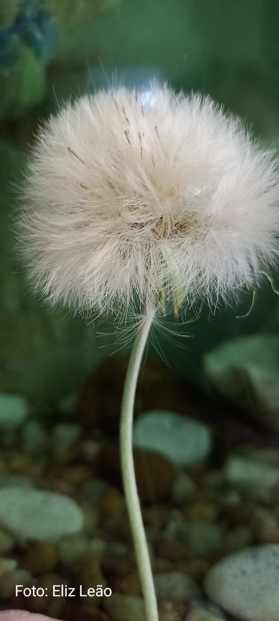 Fios soltos
Cabelos ao vento
O zéfiro que brinca 
Sementes do tempo
Do tempo
Que vê chover
Do tempo que vê nascer
Dente de leão
E suas flores
Amarelo madurecer
Enquanto passa 
O firmamento 
Em infinitos 
E compassados 
Tempos
Tempo de ver a vida 
Germinar 
Levada pela brisa 
Um sopro a todo momento 
Dente de leão 
E seus lindos fios
Livres em
Fluxos de pensamentos. 

Eliz Leão
